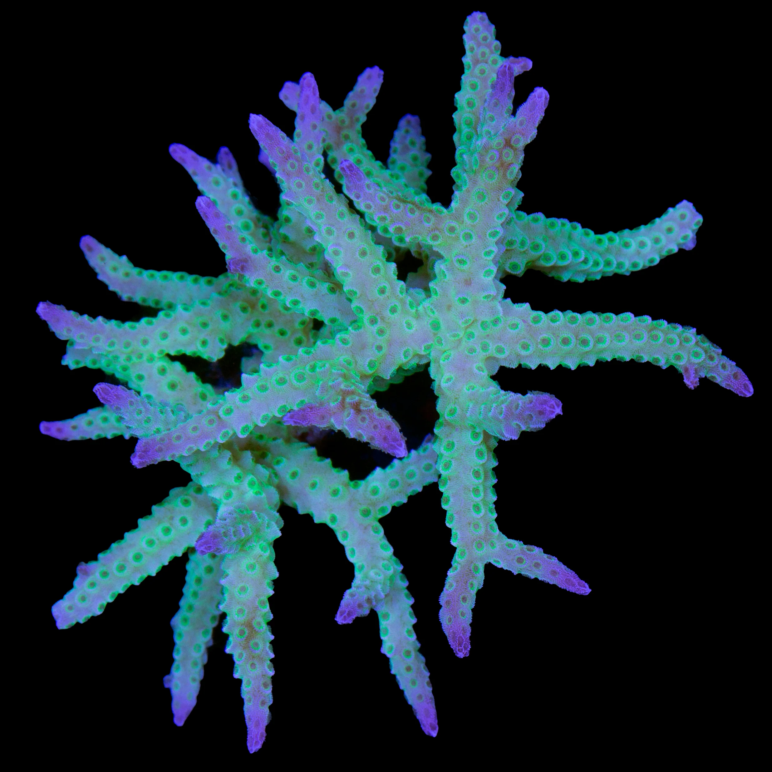 Seriatopora stellata