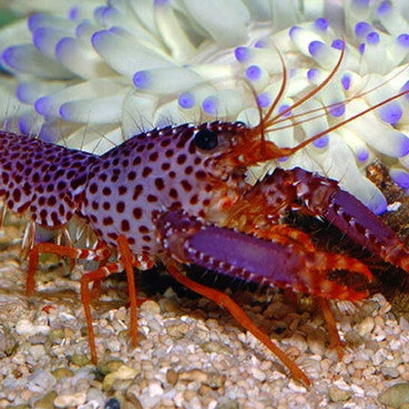 Enoplometopus sp.